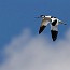 thumbs/IMG_6529.jpg
